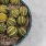 close up of cactus in a bowl